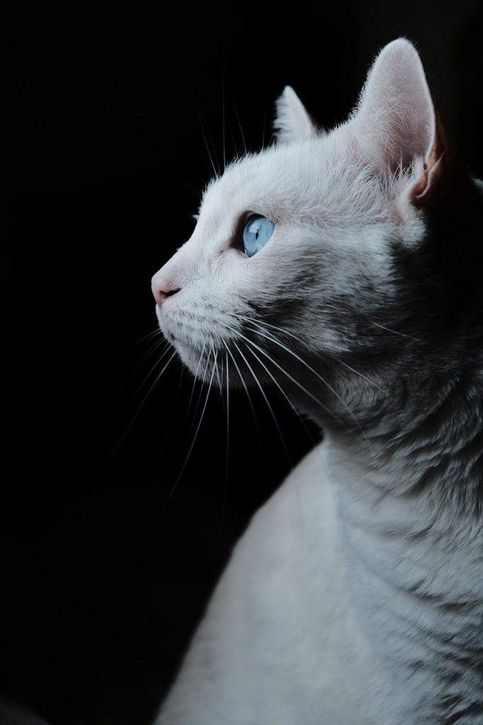 Eine Katze adoptieren: Was Sie wissen müssen, bevor Sie sich für eine Katze entscheiden