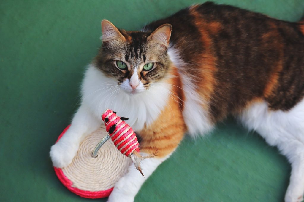 Die besten Spielzeuge für Katzen: Von Kratzbäumen bis hin zu interaktiven Spielen
