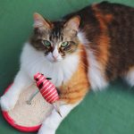 Die besten Spielzeuge für Katzen: Von Kratzbäumen bis hin zu interaktiven Spielen