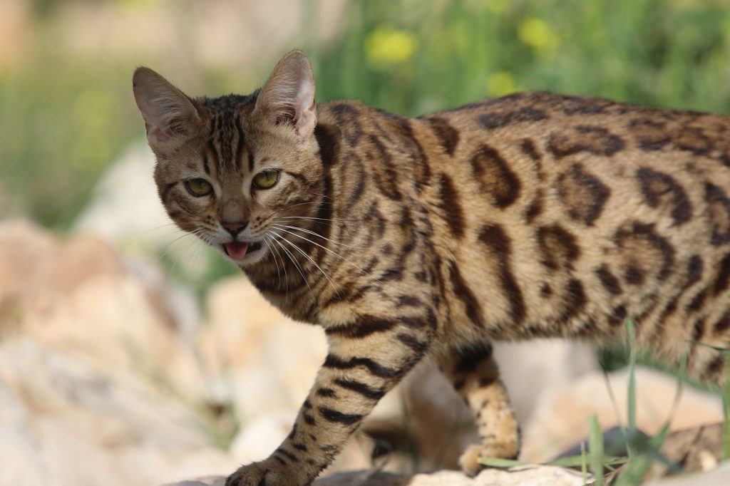 Die geheime Sprache der Katzen: Was sie uns mit ihrem Verhalten sagen wollen