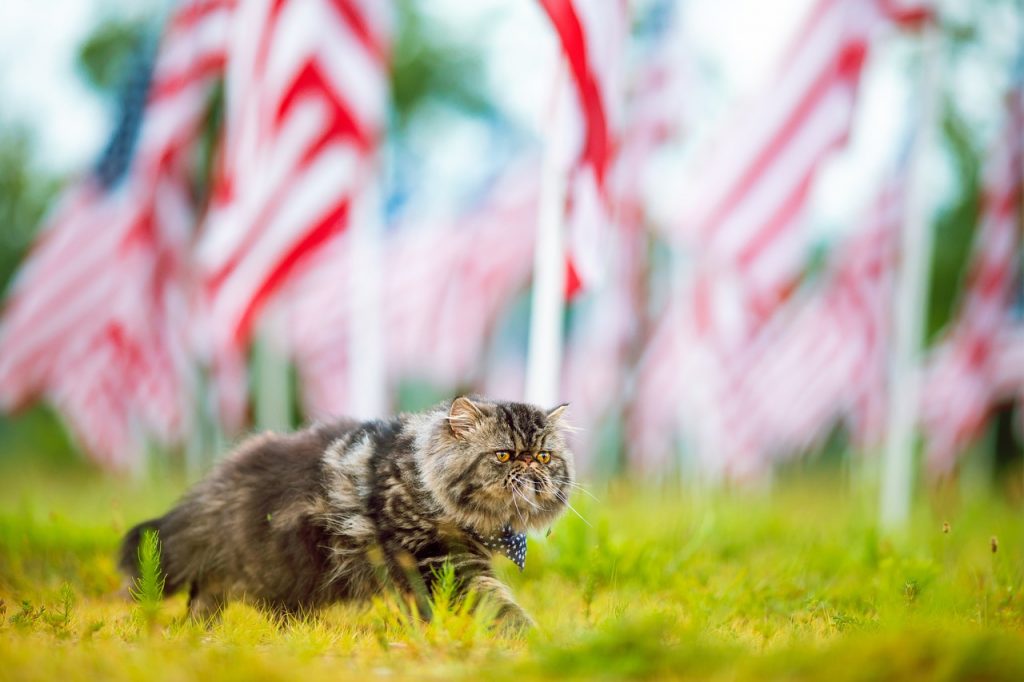 Die besten Katzennamen: Von süßen Spitznamen bis hin zu einzigartigen Namen
