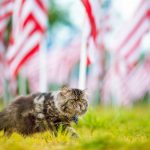 Die besten Katzennamen: Von süßen Spitznamen bis hin zu einzigartigen Namen