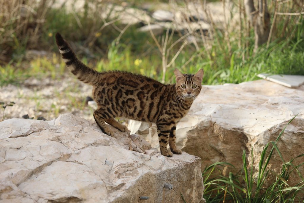 Warum pinkelt meine Katze trotz Stubenreinheit überall hin?