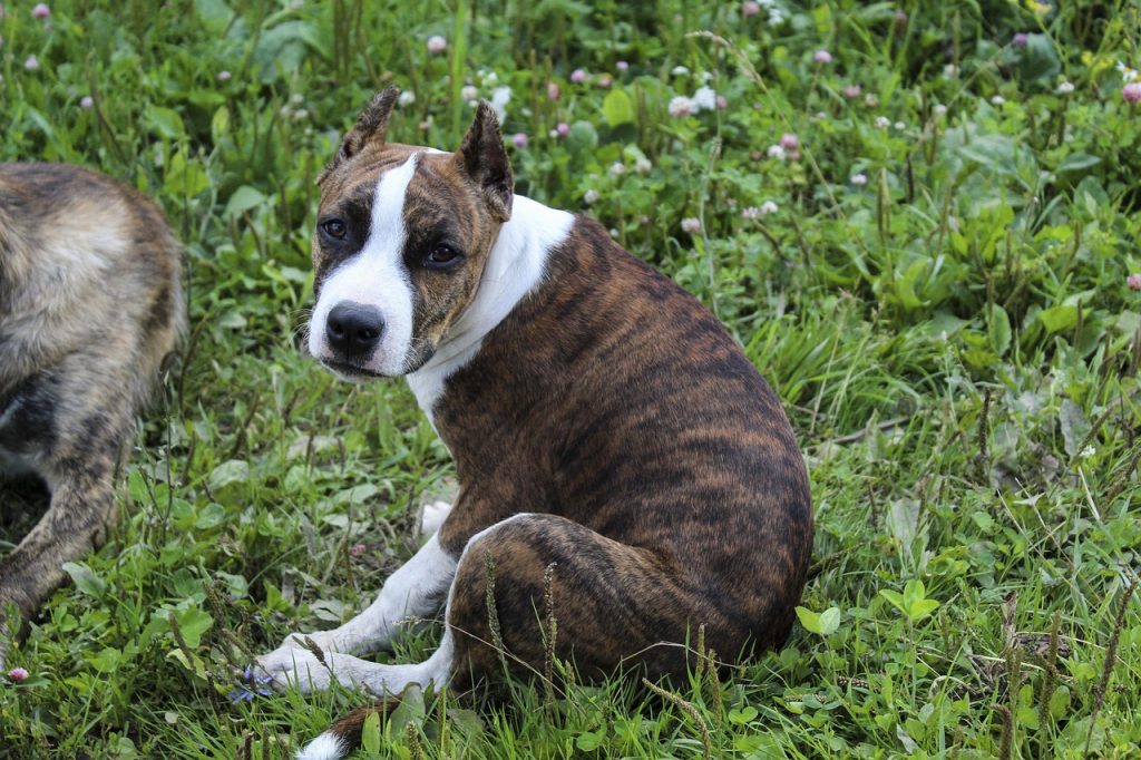 Stafford Terrier oder Pitbull? Die Unterschiede erklärt
