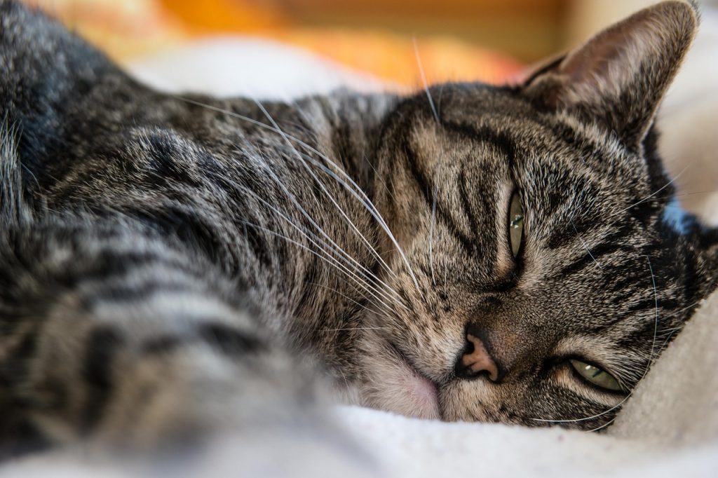 Warum legt sich meine Katze auf mich? Die Bindung zwischen Mensch und Katze