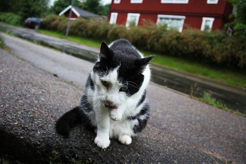 Warum leckt meine Katze mich ab? Die Zuneigung der Samtpfoten