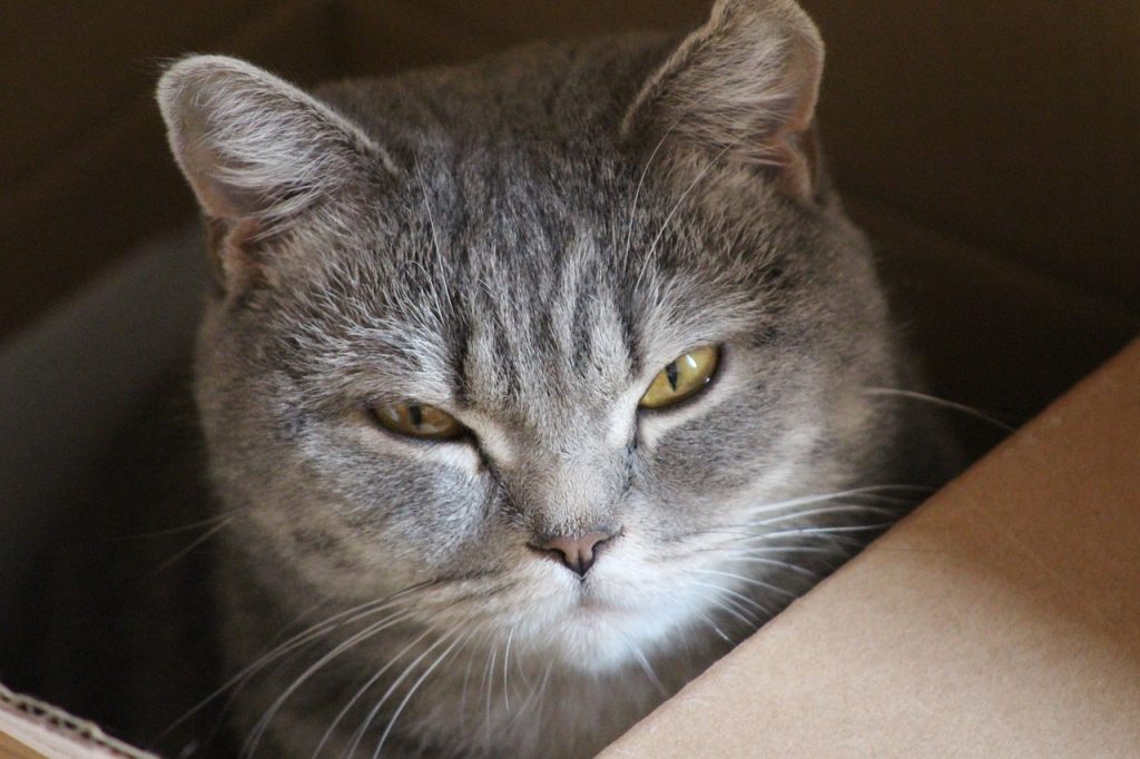 Warum mögen Katzen Kartons? Das Geheimnis der Kartonliebe