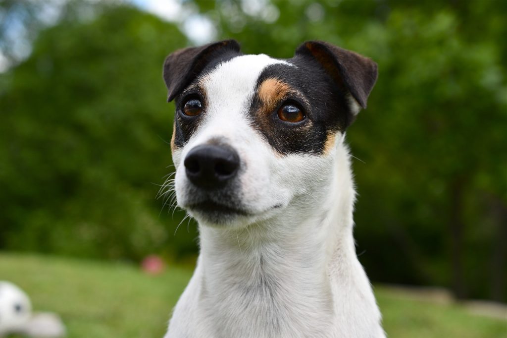 Lebenserwartung von Jack Russell Terriern: Ein Blick auf ihre Jahre