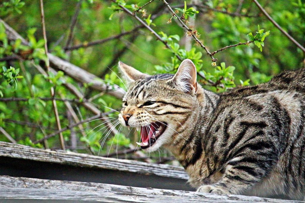 Warum faucht meine Katze mich an? Die Ursachen und Lösungen