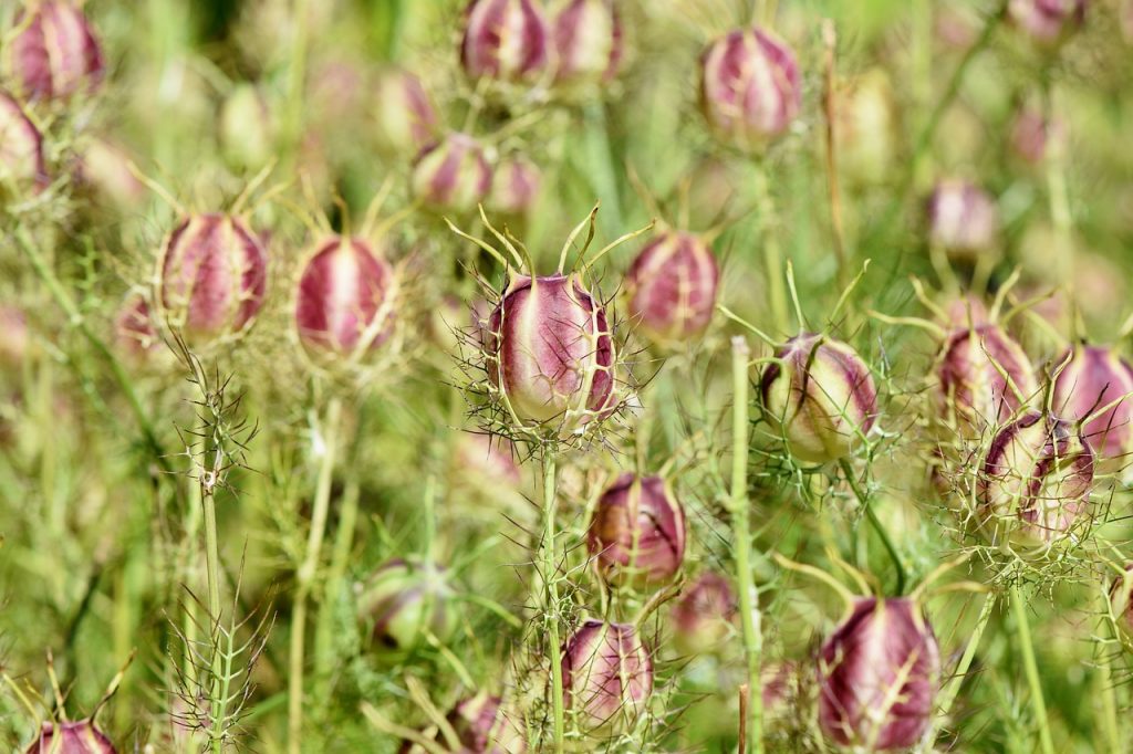 Der Anbau von Blumen: Der Prozess des Anbaus von Blumen vom Samen bis zur Blüte