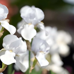 Blumen, die die Familie symbolisieren